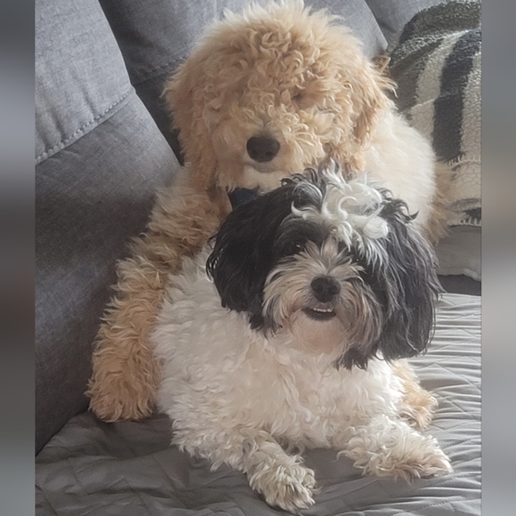 Meet your Posher Nighty Life - Picture 3 of 6